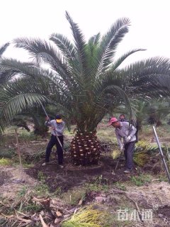 裸干高50厘米散生-->加拿利海枣