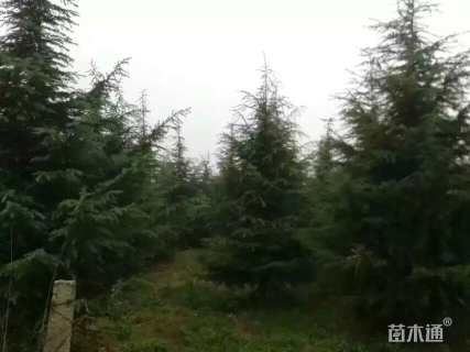 高度900厘米雪松