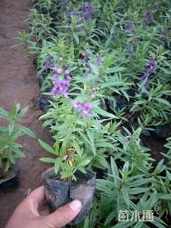 高度20厘米香彩雀