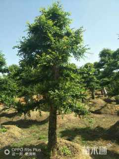35公分造型榆树
