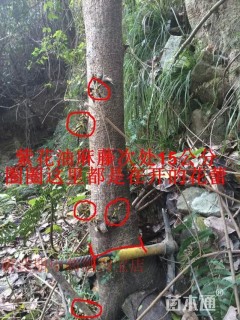 常春油麻藤