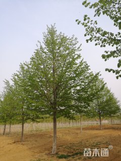 10公分欧洲小叶椴