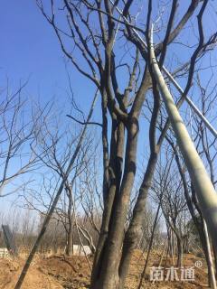 80公分多杆朴树