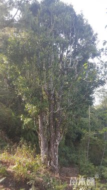 高度100厘米茶树