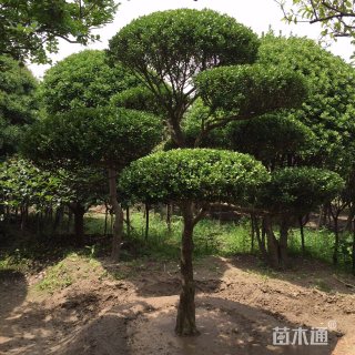 高度200厘米瓜子黄杨