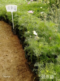 高度20厘米波斯菊