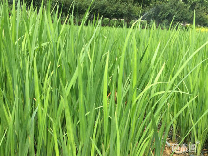 高度30厘米黄菖蒲
