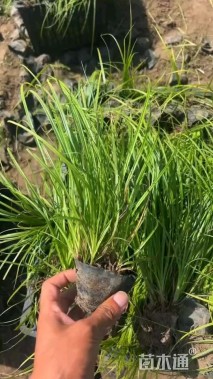 高度20厘米青绿苔草