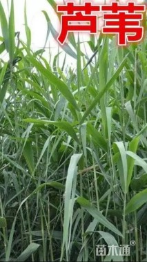 高度50厘米芦苇