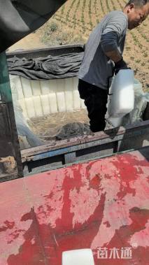 高度50厘米沙地柏