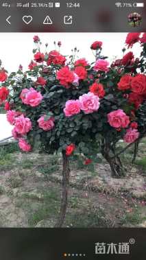 高度50厘米玉带草