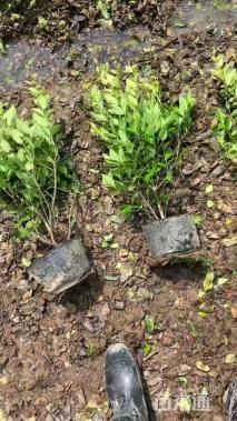 高度50厘米金森女贞小苗