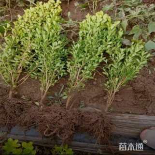 高度60厘米瓜子黄杨小苗