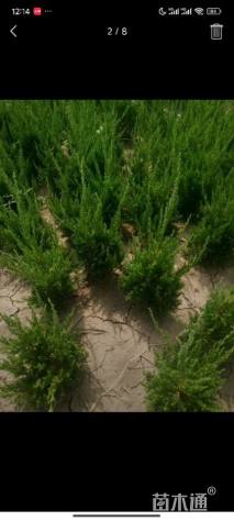 高度200厘米龙柏