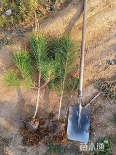 高度70厘米黑松小苗