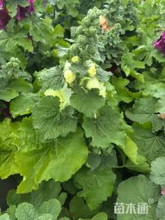 高度25厘米蜀葵