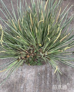 高度30厘米银边石菖蒲