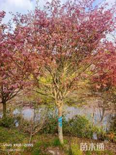 15公分中国红枫