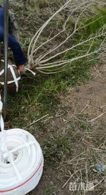 高度200厘米海滨木槿