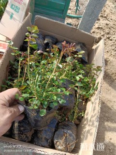 高度20厘米月季