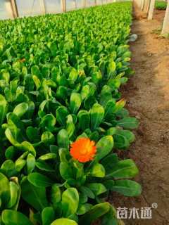 高度15厘米金盏菊