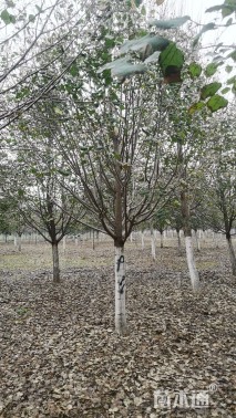 13公分欧洲小叶椴