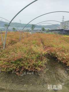 高度50厘米南天竹小苗