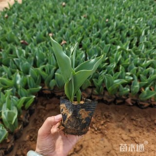 高度16厘米郁金香