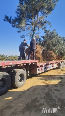 高度400厘米黑松