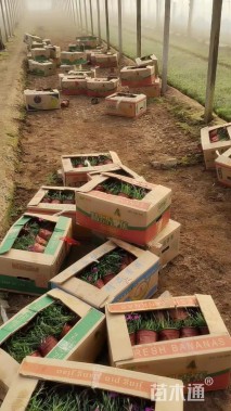 高度20厘米欧石竹