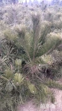 高度60厘米油松