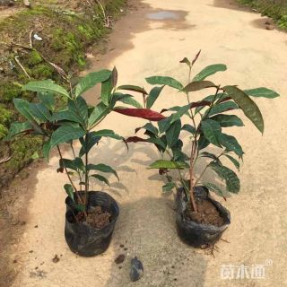 高度22厘米红背桂