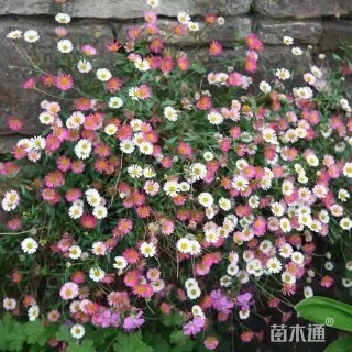 高度20厘米墨西哥飞蓬