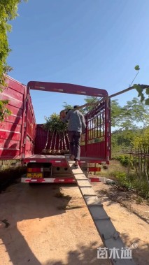 高度280厘米紫荆