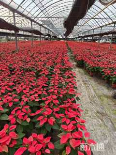 高度20厘米一品红