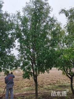 12公分枣树