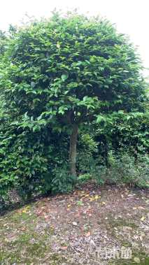 高度250厘米茶梅