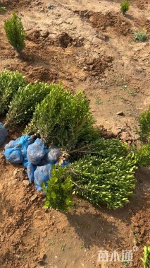 高度40厘米小叶黄杨