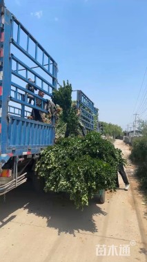 高度150厘米北海道黄杨
