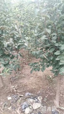 5公分苹果树