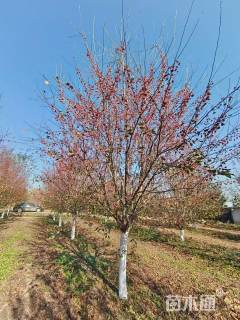 11公分贵人果海棠