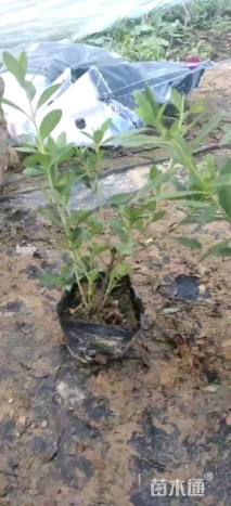 高度35厘米毛鹃