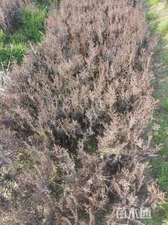 高度20厘米侧柏