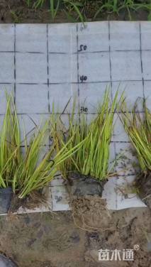 高度25厘米金叶石菖蒲