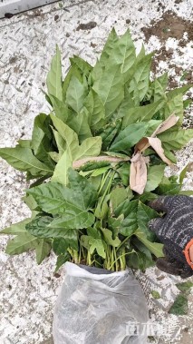 高度30厘米八角金盘