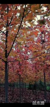 7公分美国红枫-秋火焰