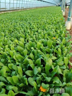 高度10厘米金盏菊