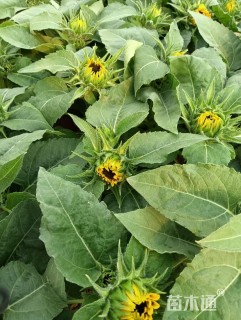 高度18厘米向日葵