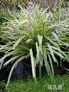 高度20厘米金边麦冬