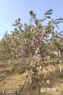 12公分菊枝垂樱